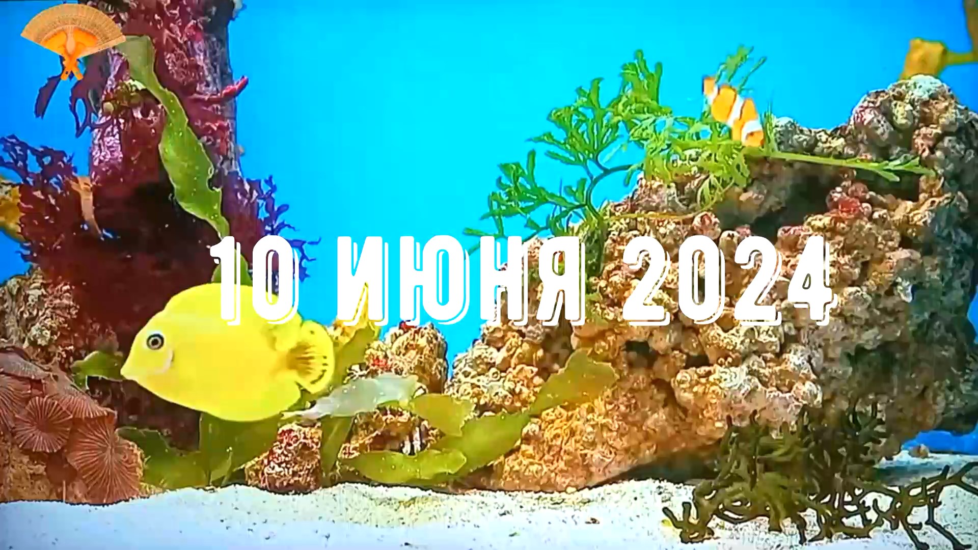 Грабли веерные Для любителей канала Грабли Live 10 06 2024