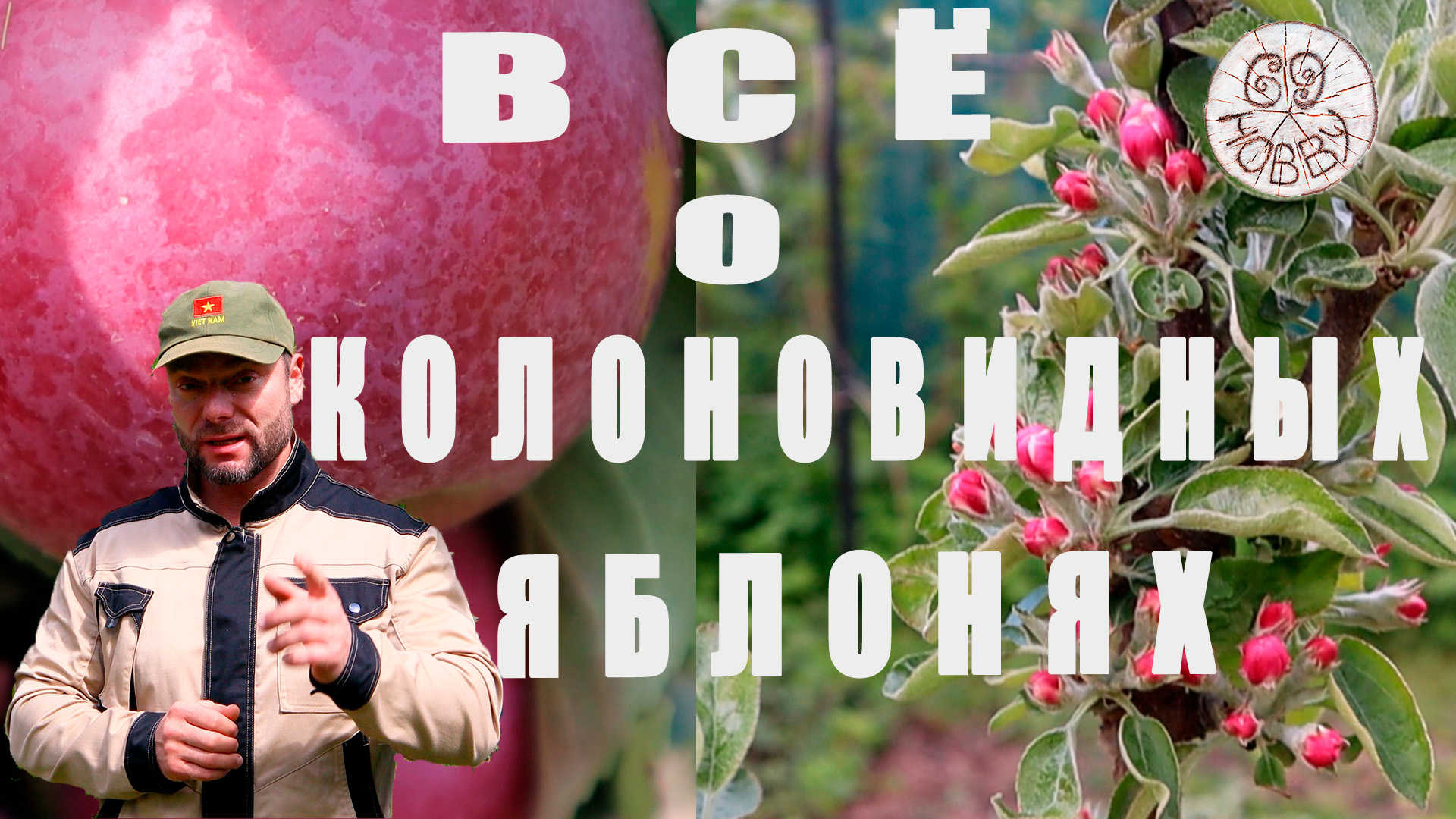 ВСЁ, ЧТО ВЫ ХОТЕЛИ ЗНАТЬ о КОЛОНОВИДНЫХ ЯБЛОНЯХ! И даже больше! Нюансы посадки и ведения!