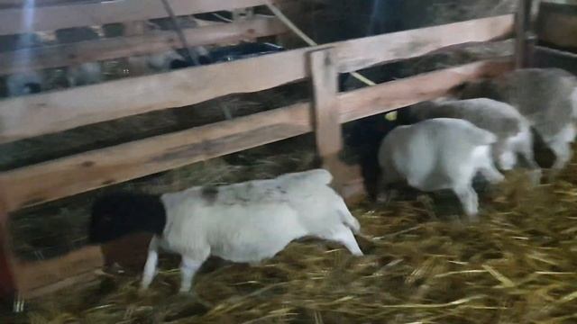 Обзор баранчиков Дорпер на продажу смотреть онлайн