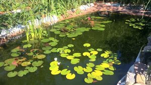 Свой пруд. Первый нерест карпа за 4 года. Белуга жива и растет потихонечку.