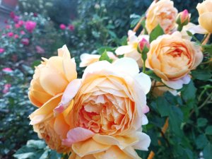 РОЗЫ. ПОДКОРМКИ ПОСЛЕ ДОЖДЕЙ. Ч. 2