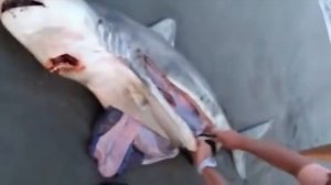 МУЖЧИНА ПОМОГАЕТ МЕРТВОЙ АКУЛЕ РОДИТЬ 3 МАЛЕНЬКИХ АКУЛЯТ НА ПЛЯЖЕ! СЛАБОНЕРВНЫМ НЕ СМОТРЕТЬ!!!!!!!!