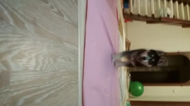 Буран Хаски смотреть онлайн