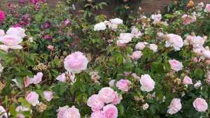 🌹 David Austin's Silas Marner Rose // AUSraveloe // English Rose