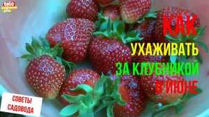 Как ухаживать за клубникой в июне