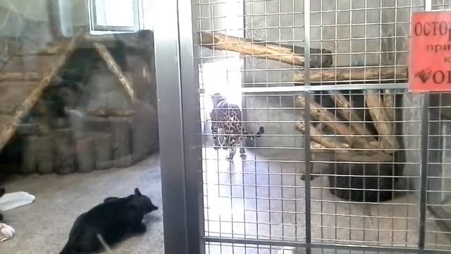 Кормление маленьких пантер смотреть онлайн