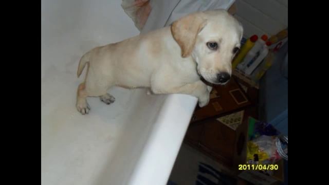 Лабрадор Ретривер Декстер (Labrador Retriever)