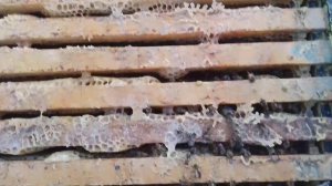 Зимняя обработка пчёл от воратоза 29 декабря 2023 г.