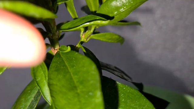 Мирт Боэтика 4 смотреть онлайн