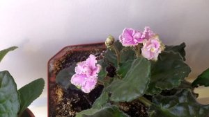 Сиреневый туман (фиалка) / violet