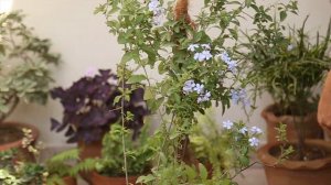 Plumbago Care:How to Care for Your Plumbago (Urdu,Hindi)