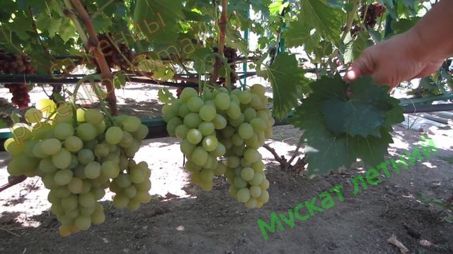 Мускат летний, виноград любительской селекции на участке Пузенко Натальи Лариасовны смотреть онлайн