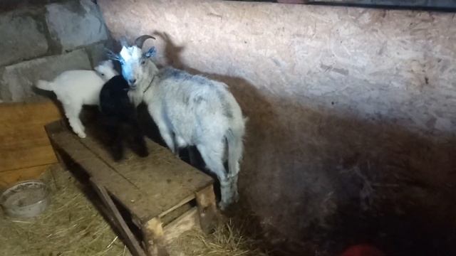 Коза отказалась кормить козлят смотреть онлайн