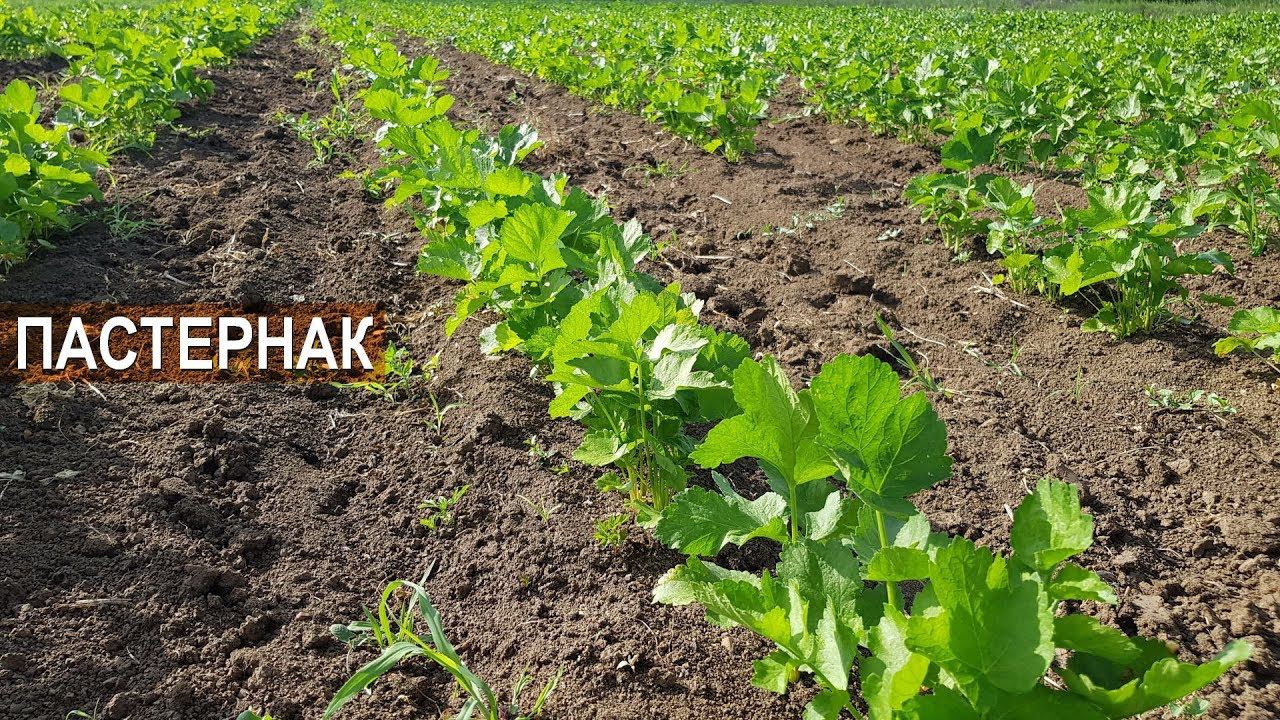 Пастернак - забытая культура? Органическое земледелие Ивана Новичихина