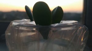 Размножить  ТОЛСТЯНКУ (Денежное дерево)из листка- плёвое дело