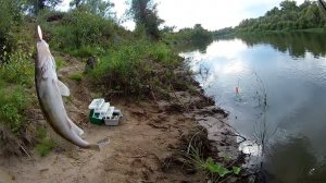 Вот это рыбалка! Судак атакует на вертушку. Рыбалка на спиннинг