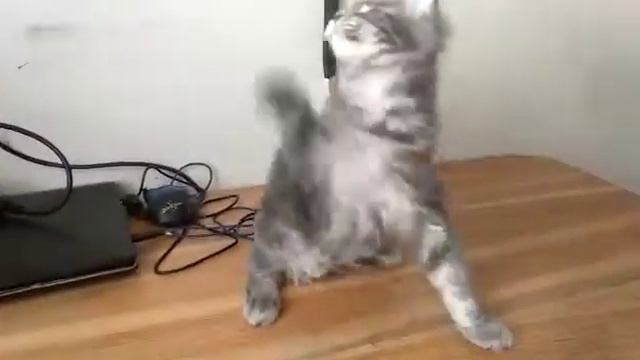 Голубая мраморная кошка Мейн-кун, (а22) 4 месяца смотреть онлайн