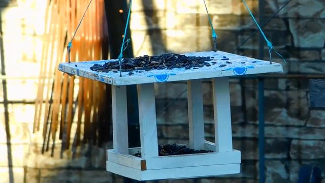 Птицы у кормушки зимой.Часть 4 смотреть онлайн