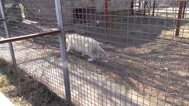 БЕЛЫМ новеньким ТИГРЯТАМ привезли УЖИН! Тайган смотреть онлайн