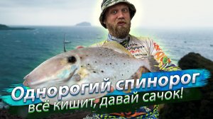 Море просто КИШИТ ОТ РЫБЫ! Однорогий спинорог или Алутера. Рыбалка в море с лодки.