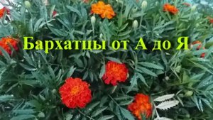 Бархатцы от А до Я