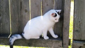 С. Маршак "Усатый - полосатый". Читает А.Ключук