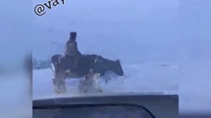 Русский ковбой верхом на корове