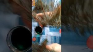 Стабилизируем глицерином еловые ветки
