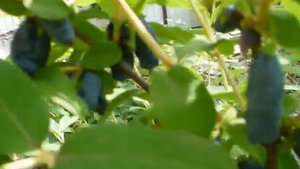 УРОЖАЙ жимолости Лениградский великан и Бакчарская юбилейная. honeysuckle overview.