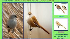 Синица усатая толстоклювая БОРОДАТКА. Голоса птиц