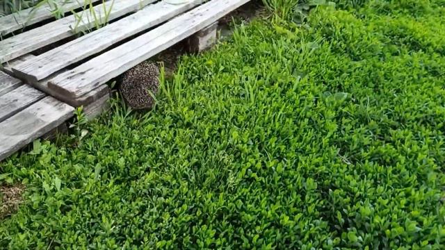 К НАМ ПРИШЕЛ ЕЖИК смотреть онлайн