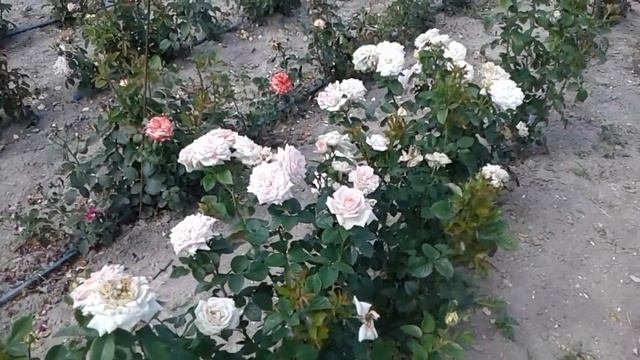 роза эшли, роза мадам анизет. питомник роз полины козловой , Rozarium.biz
