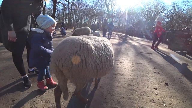 Зоопарк с Аделити 16 02 2019 смотреть онлайн