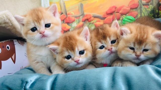 ???ЗОЛОТАЯ СЕМЬЯ КОШЕК?☀️?ЗОЛОТАЯ ШИНШИЛЛА❤️