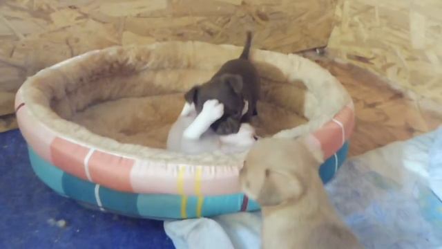 ОСТОРОЖНО ! ЖИВОДЁРКА ОЛЬГА КОВАЛЬКОВА ИЩЕТ СУКУ МИНИ ЧИХУА ДЛЯ РАЗВЕДЕНИЯ ! / Чем кормить щенков ? смотреть онлайн