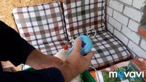 Вес бройлерных тушек в 2.5 месяца. Куры Арбор Айкрес. Содержание кур бройлеров: петух топчет куроче
