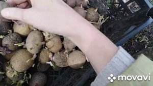 Картофель. Когда сажать и как отбирать? #картофель#семенной_картофель#срокпосадкикартофеля