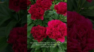 пион Олд Фейсфул Old Faithful