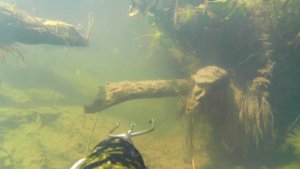 Река Протва. 7.08.2022. Шикарный прозрак. Пострелял мелочь