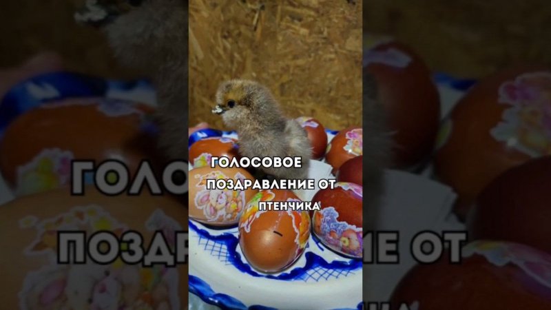 Дорогие мои!Поздравляем со Светлой Пасхой!Мира!Добра!Любви!
