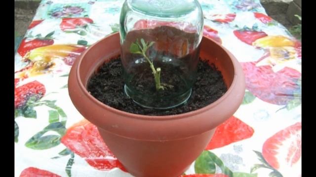 Способы выращивания розы из букета в домашних условиях, дающие 100% результат смотреть онлайн