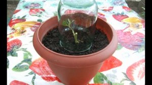 Способы выращивания розы из букета в домашних условиях, дающие 100% результат