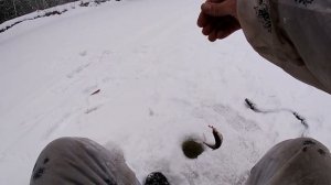 зимняя рыбалка на ельца/конец марта 2019