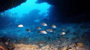 Shark diving South Africa - Protea Banks - Northern Pinnacle