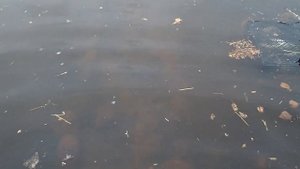 Нас затопило! Весна 2021 #Башкирия Выживут ли затопленные растения...