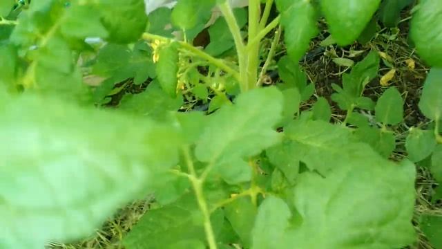 Полезная подкормка томатов... смотреть онлайн