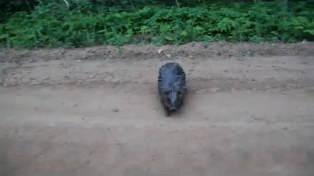 Бобер опасен смотреть онлайн