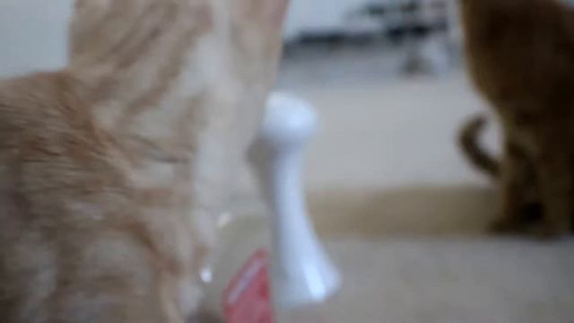 How my cats react to treat box! (temptations*) 11.24.18 смотреть онлайн