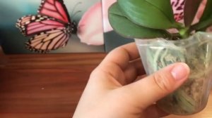 Посылка с новой Орхидеей! Орхидея бабочка.