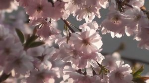 Футаж Весна Цветение деревьев.